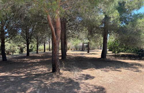 Tenuta Pizzi - Foto 37