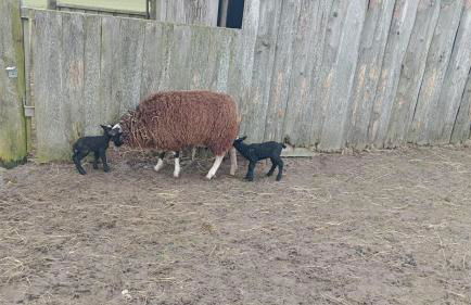 Ostseebauernhof Schönhagen - Foto 32