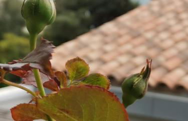 OFDL B T1 BANDOL - Briotine Foyalais - Foto 19