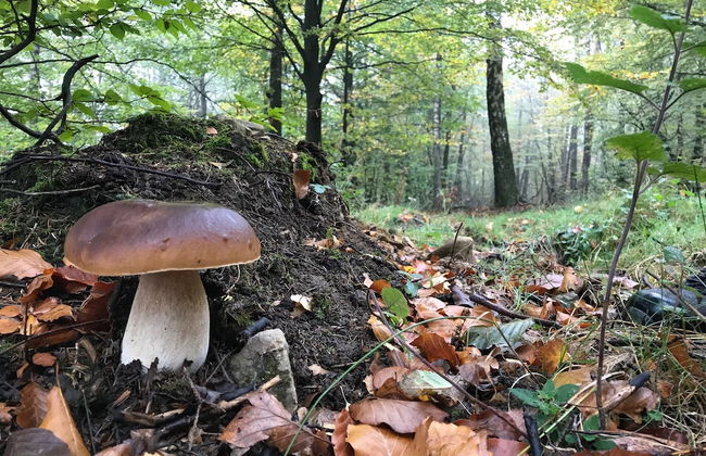 Lodge in Oignies Forest With Eco Design - Foto 24