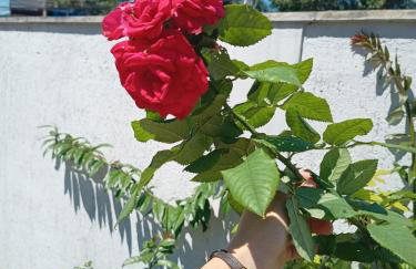 Casa de Francisca - Foto 19