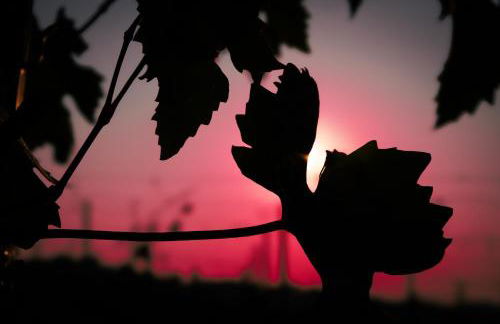Small House Monferrato - Photo 26