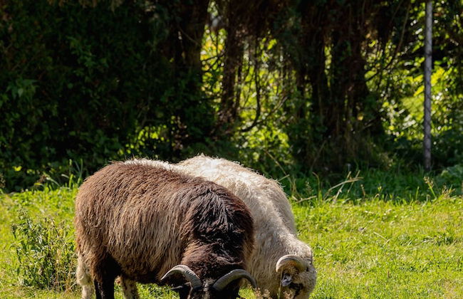 Sweet Murzasichle Apartment by Renters - Foto 44