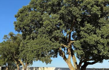 Casa dos Sobreiros - Foto 14