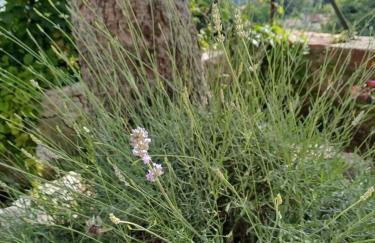 Dimora Borgo Gaon - Casa Elios con wi-fi e 3 bagni - Foto 43