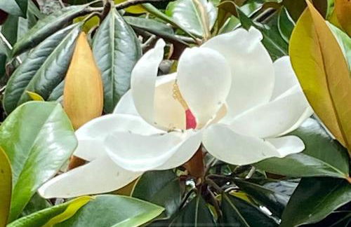 River Rock Villa - Privacy, Pool, River, Luxury - Foto 45