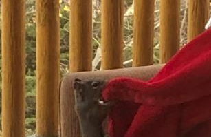 How would it feel to live close to the wildlife in a peaceful cozy cabin - Foto 16