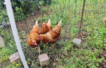 Ferienwohnung im Grünen - Foto 15