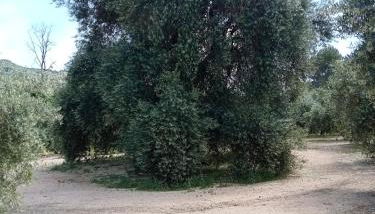 El Almendro de la Tia Teresa - Foto 3