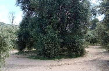 El Almendro De La Tia Teresa - Foto 32