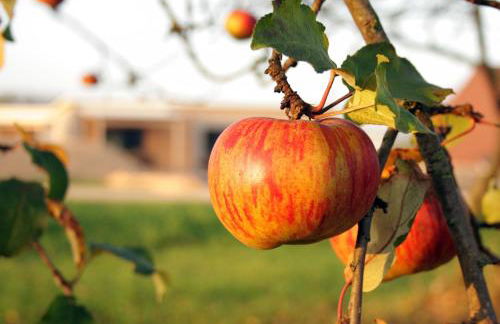 Hollweck´s Landoase - Foto 74