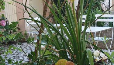 Les Gites du Mont Ventoux - Photo 2, Garden