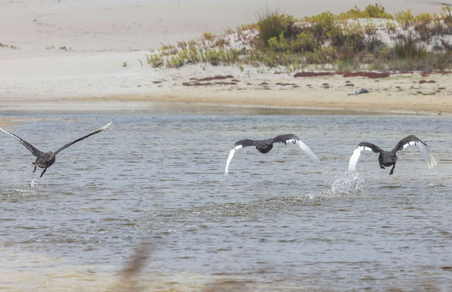 Hanson Bay Wildlife Sanctuary and Cabins - Photo 18