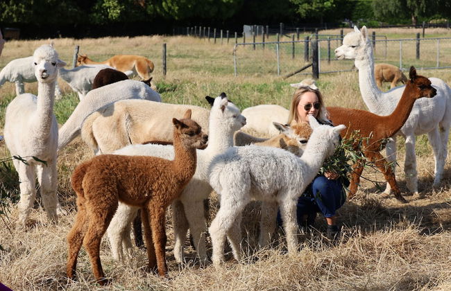 Silverstream Alpaca Farmstay and Tour - Foto 1