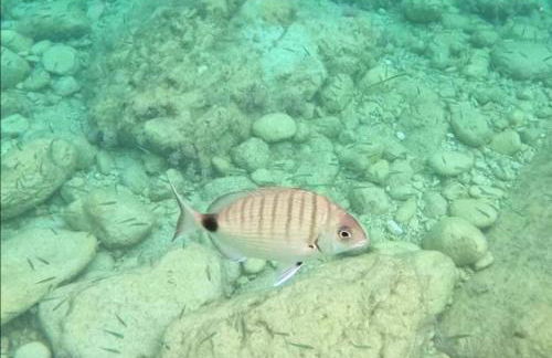 Villa per vacanze Isola - Photo 61