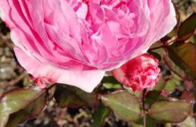 Casa Erica - Carano - Foto 18