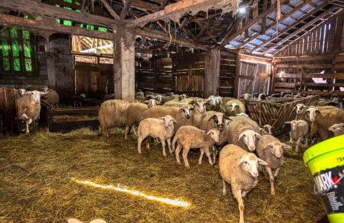 Kuća za odmor - POD VELEBITOM - Foto 5