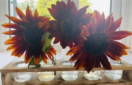 Barn Cottage -Westerlands - Foto 40