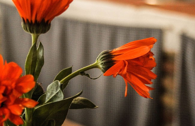 Casa Rural Catifalarga Capileira - Foto 54