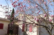 UNE CHOUETTE MAISON - Foto 1