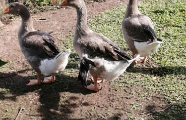 Agriturismo Nuvolino - Foto 46