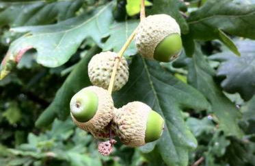 Eira das Carvalhas - Photo 21