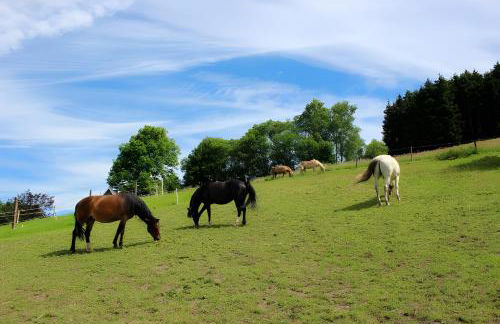 Bio Ferienbauernhof Voß - Foto 3