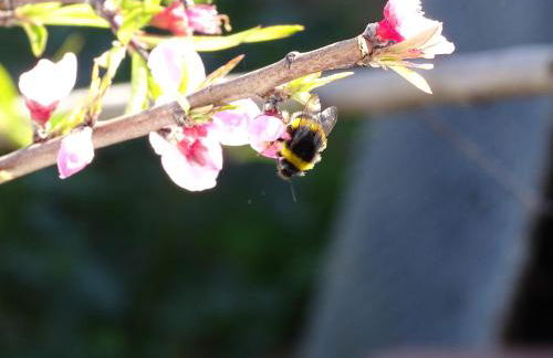Casa Afonso Henriques - Foto 59