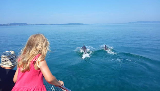 Contemplando um casal de golfinhos