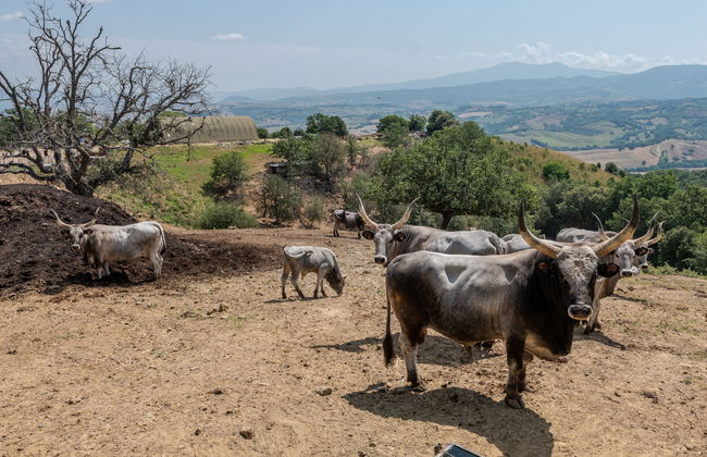 2 bedroom House in Cinigiano with private pool and garden - Photo 48