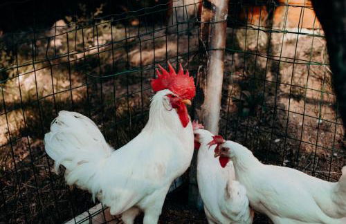 Azienda Agricola Saint Hubert - Foto 81