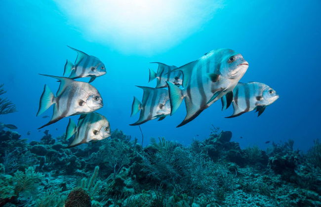 Baptême de plongée à Puerto Morelos - Photo 6