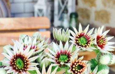 Ferienhaus Winzer - Wandern und Genuss in der Pfalz - Foto 35