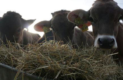 Ferienwohnung Heuboden - Foto 1