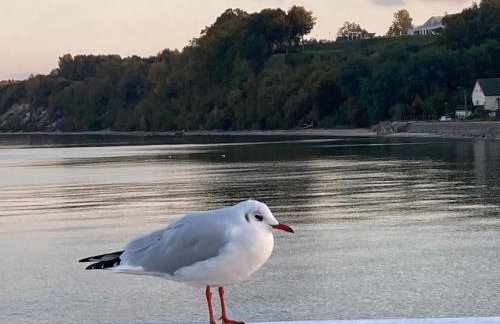 Klif w Mechelinkach - Foto 33