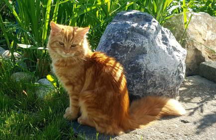 Haus Seehuber - Photo 6