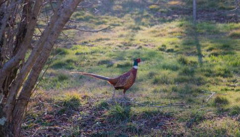 Podere Piandicava - Foto 5