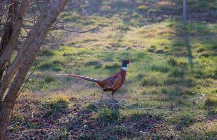 Podere Piandicava - Foto 5