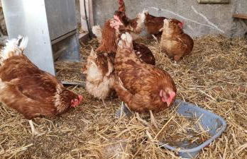 Appartements Schusterhof - Foto 63