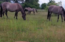 Der Konikhof, Natur, Ruhe, R-Auszeit - Photo 20