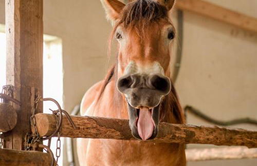 Nengshof Ferienhaus Glockenblume - Foto 31