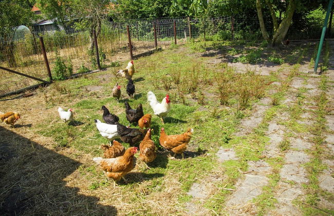 Holiday Home Near Bruges and Cadzand - Foto 34