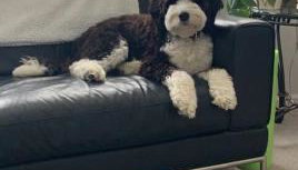 Cute Condo TART Trail Bikes AC Downtown - Foto 4