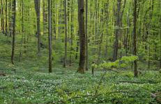 DOMKI w Zaciszu - Foto 7