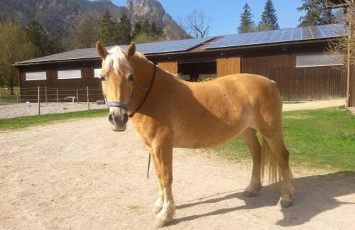 Ferienhaus Gestüt Pfaffenlehen - Foto 34