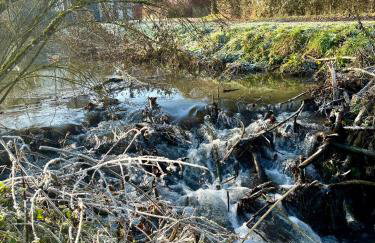 Schorsch's Ferienhaus - Foto 32