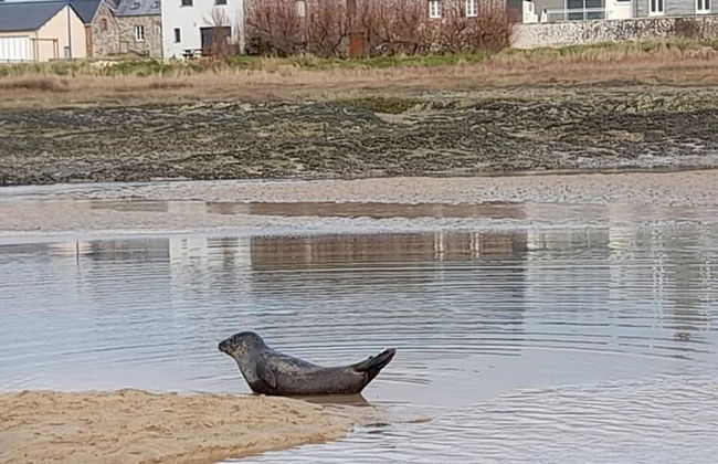 Holiday Home With sea View in Portbail - Photo 31