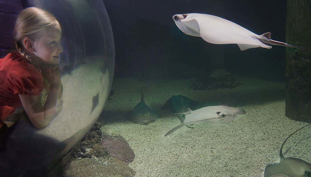 Razze del SEA LIFE Orlando