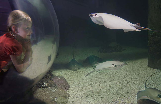 Billet pour SEA LIFE® Orlando - Photo 3