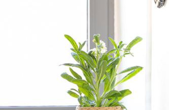 Armenous Green Dia's Mansion - Foto 22